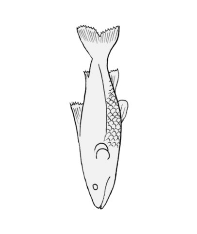 SCA Heraldry Illustrated